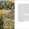 GLANER ALGUES, FRUITS DE MER ET PLANTES SAUVAGES – Image 2
