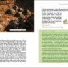 GLANER ALGUES, FRUITS DE MER ET PLANTES SAUVAGES – Image 3