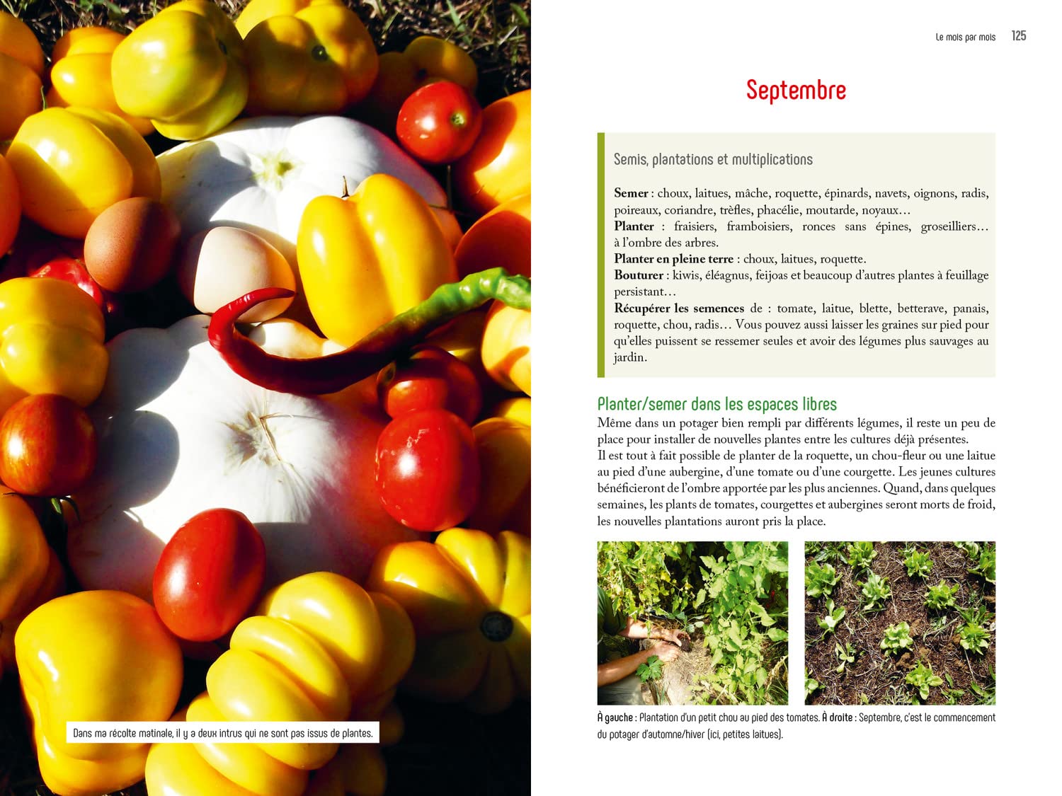 LA PERMACULTURE AU JARDIN MOIS PAR MOIS – Image 2
