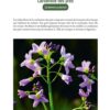 CUISINE SAUVAGE AU FIL DES SAISONS – Image 2