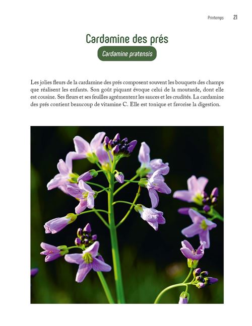 CUISINE SAUVAGE AU FIL DES SAISONS – Image 2