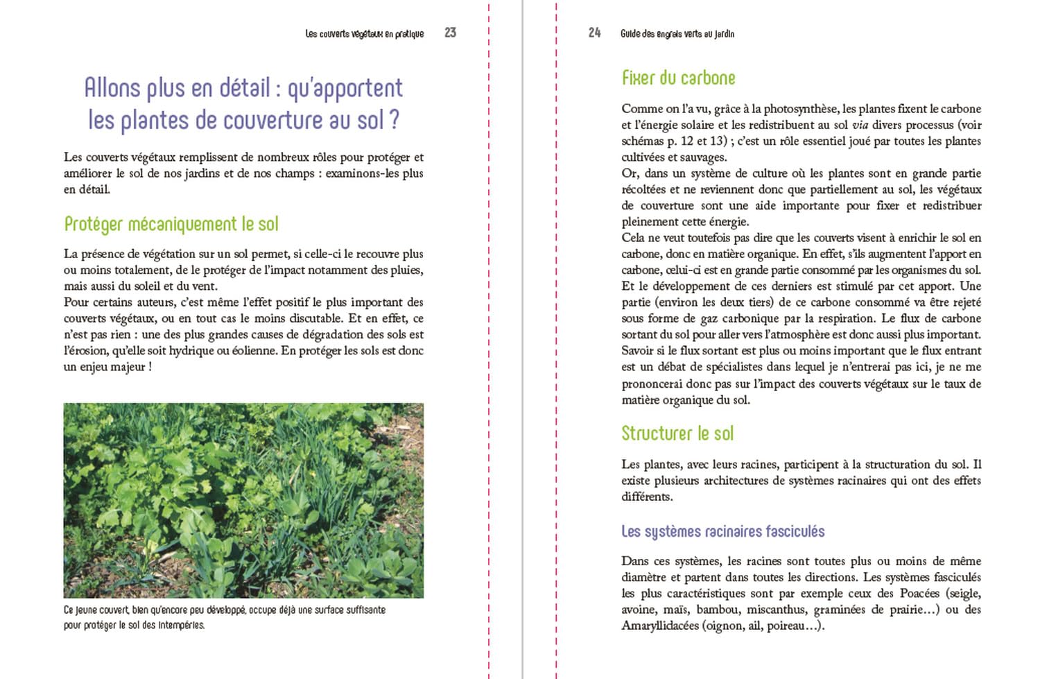 GUIDE DES ENGRAIS VERTS AU JARDIN – Image 3